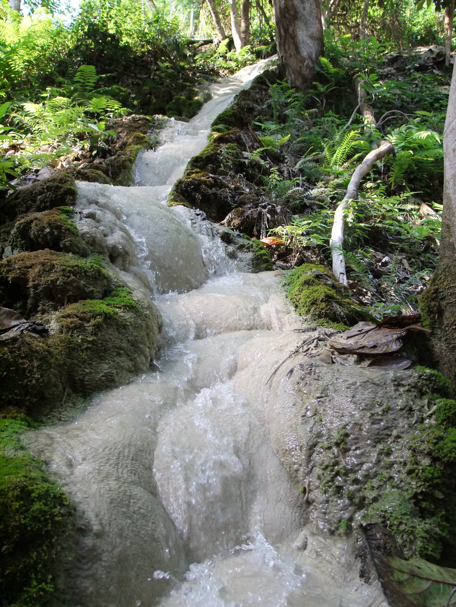 Fast stream running down pale rock between trees and ferns