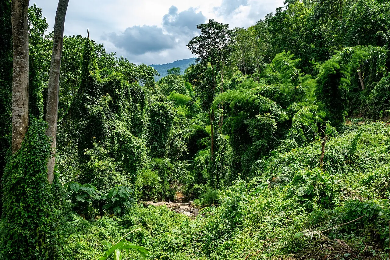Dense green forest with vines climbing tall trunks and hills in the distance.