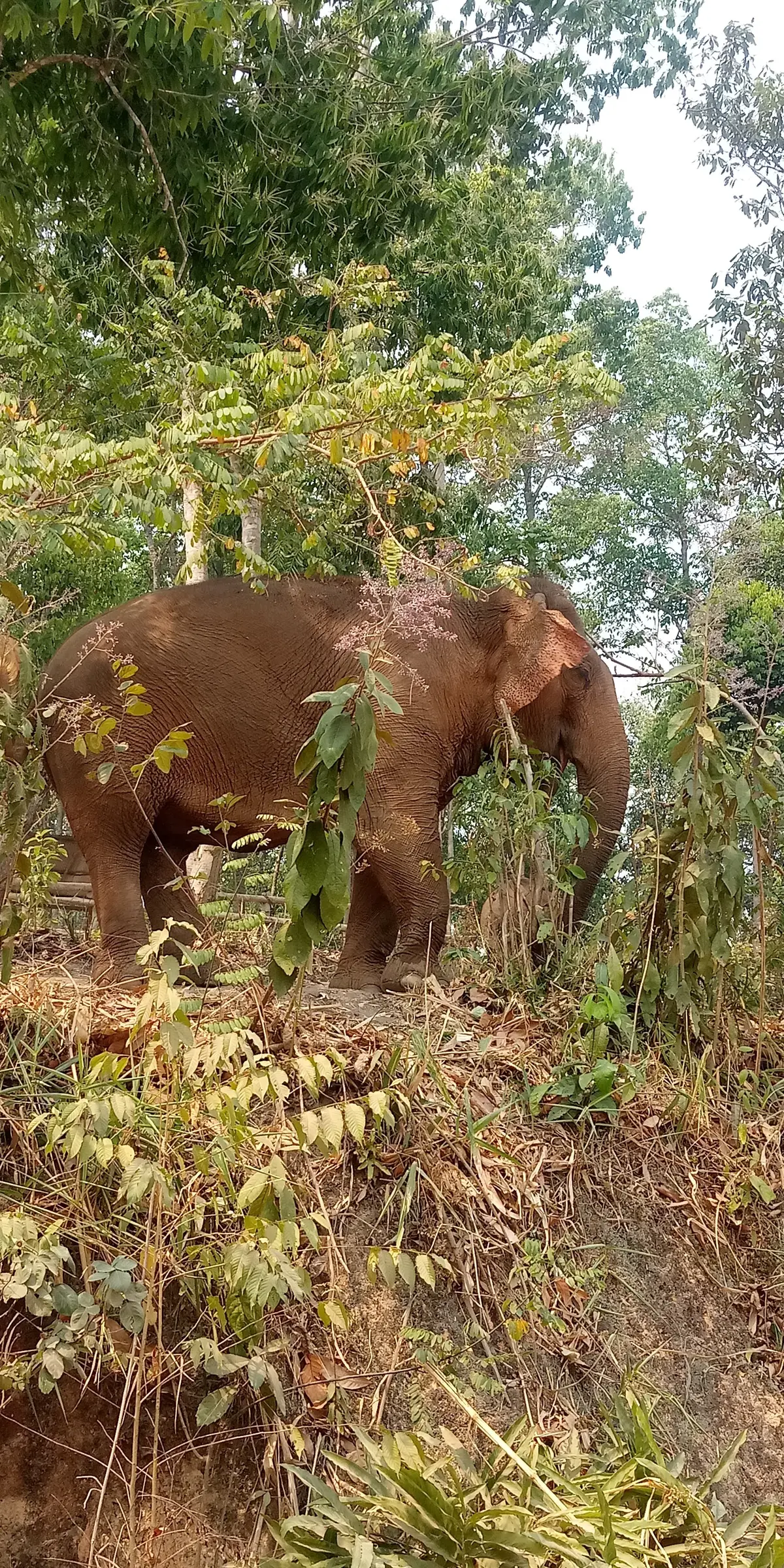 An elephant standing among dry leafy branches in the forest.