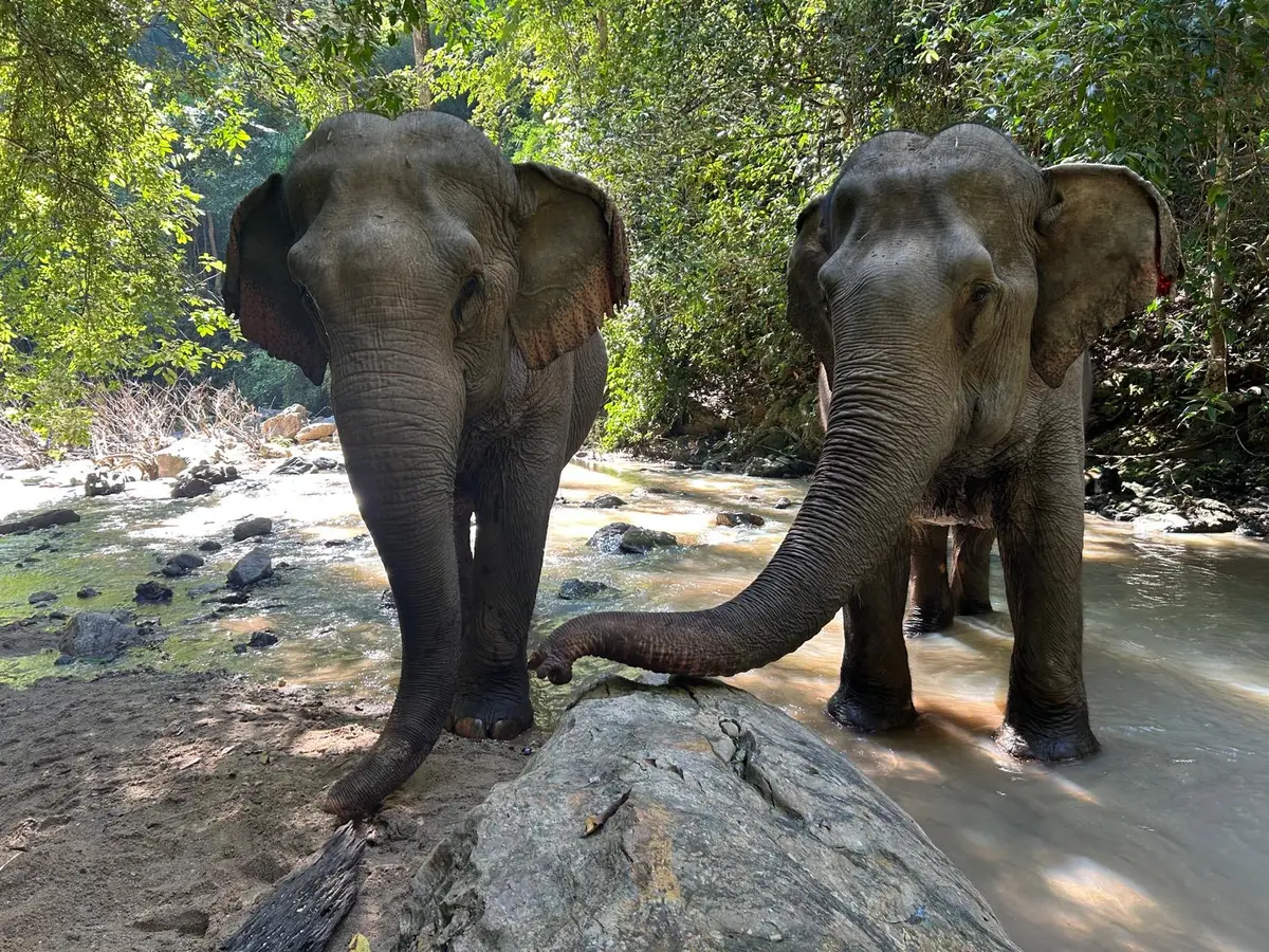 Two elephants stand in a shallow stream, one resting its trunk on a rock.