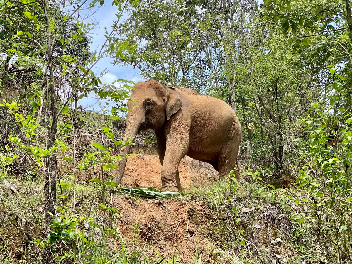 An elephant standing on a bare slope among green forest undergrowth.