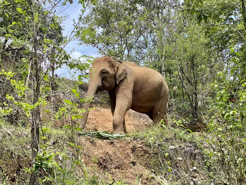 ChangChill Elephant Sanctuary, photo 2