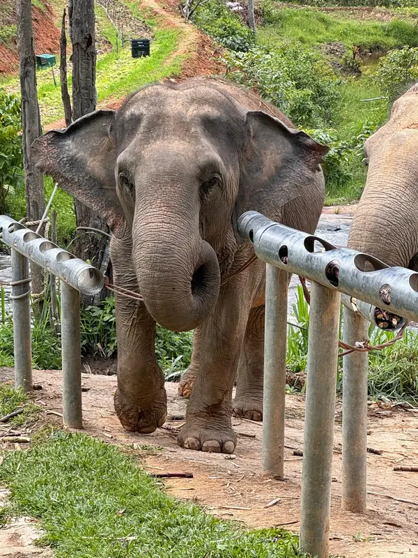 ChangChill Elephant Sanctuary, photo 4
