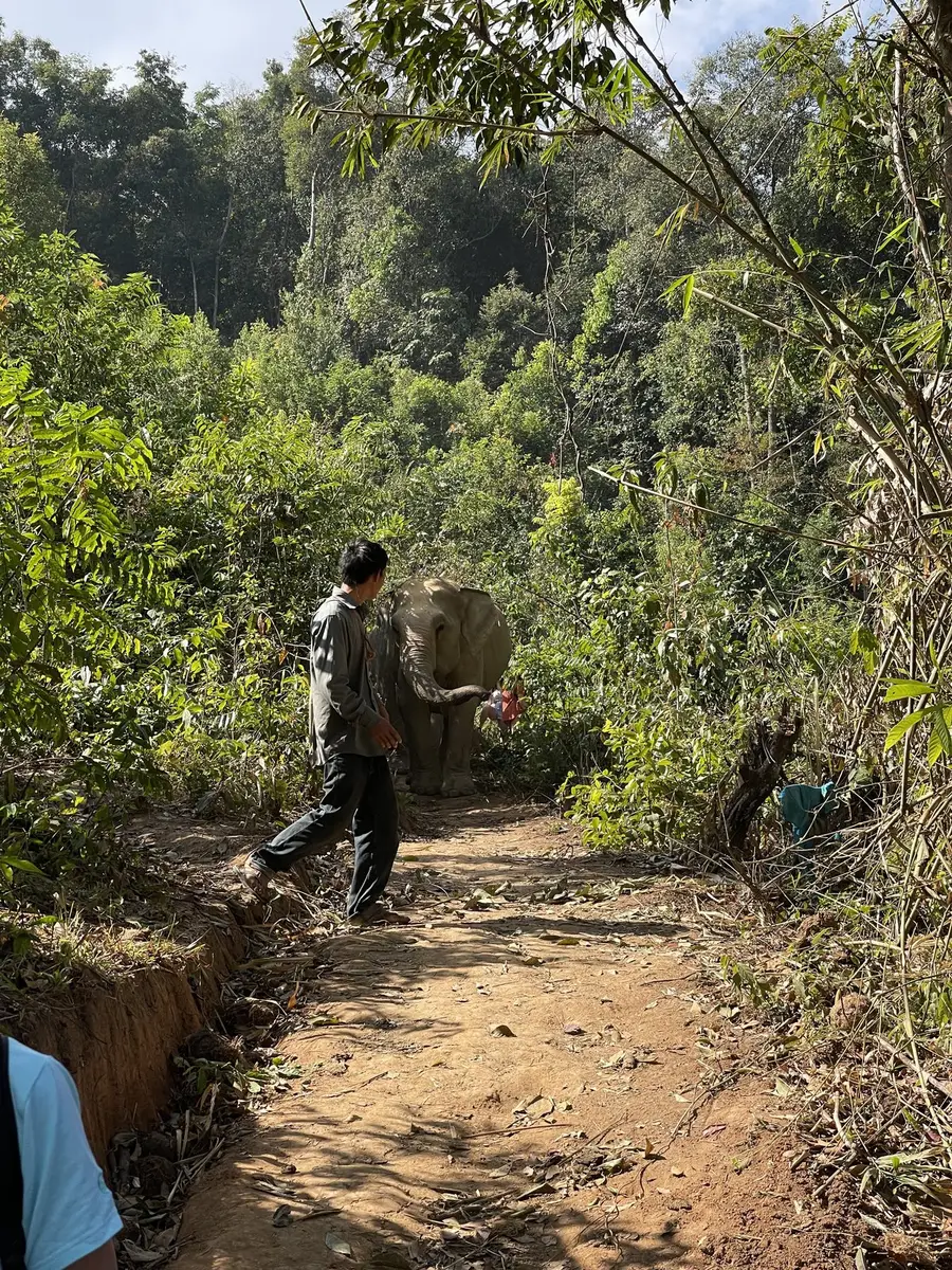 ChangChill Elephant Sanctuary