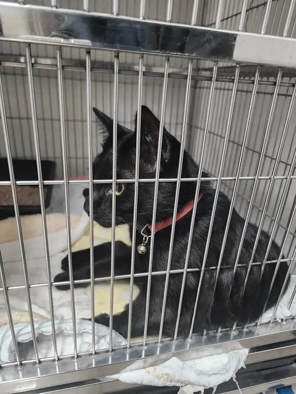 Chiang Mai Center Animal Hospital, photo 2