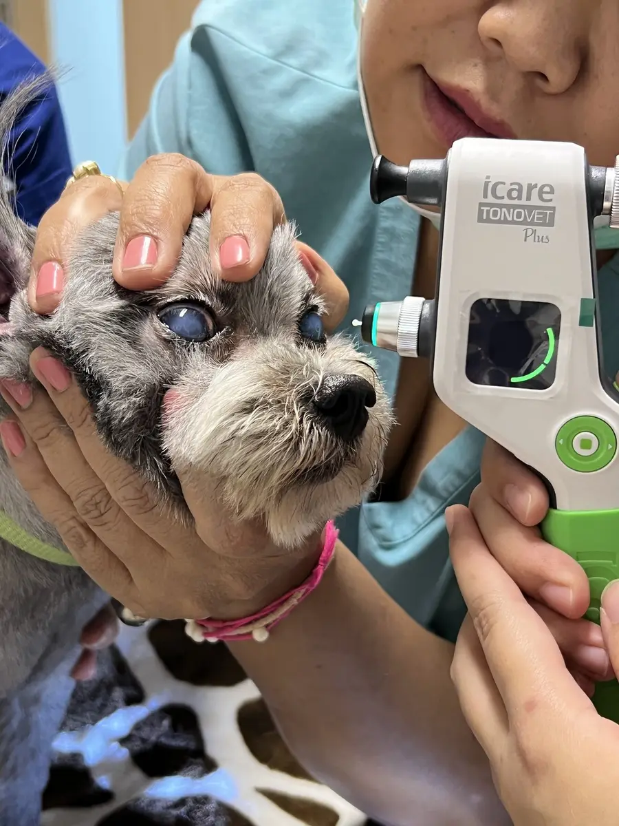 Chiang Mai Center Animal Hospital
