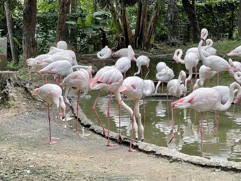 Chiang Mai Zoo, photo 2