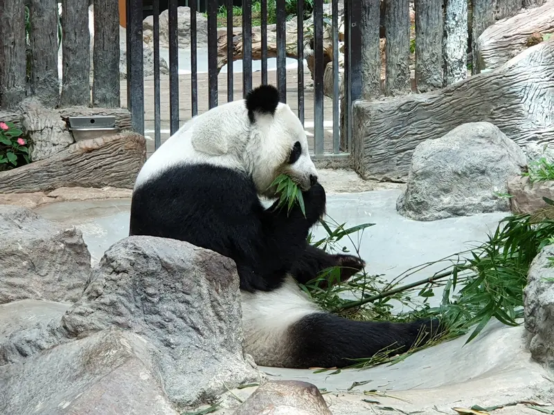 Chiang Mai Zoo, photo 4