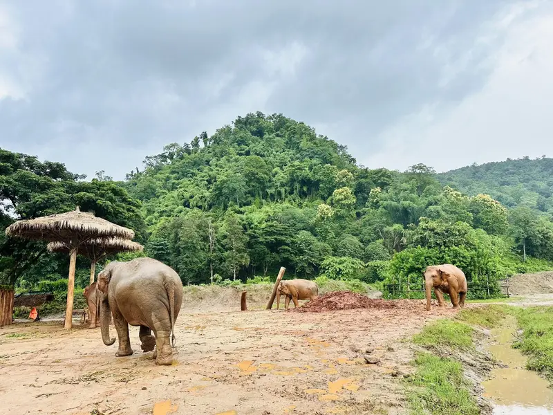 Elephant Nature Park, photo 2