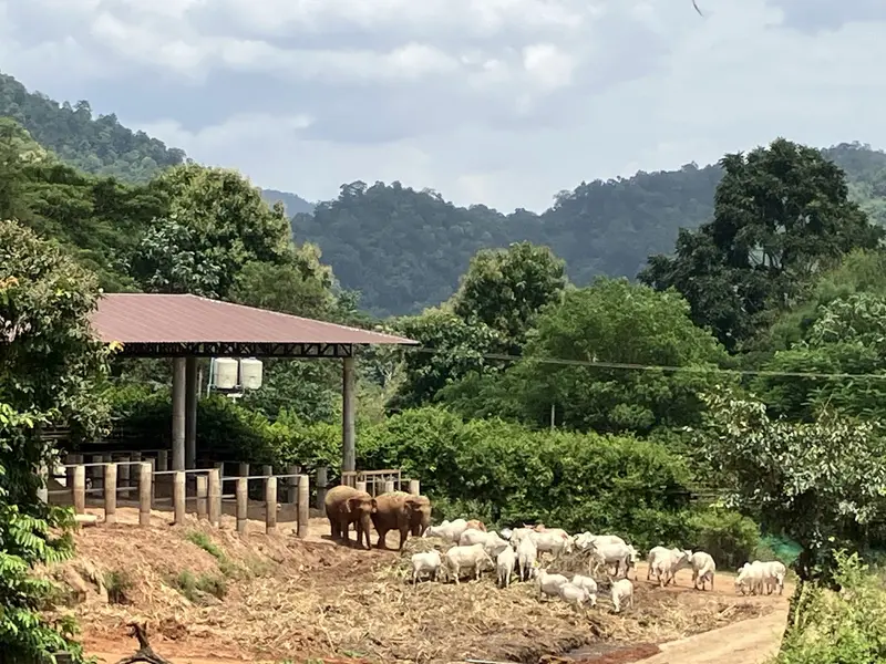 Elephant Nature Park, photo 4
