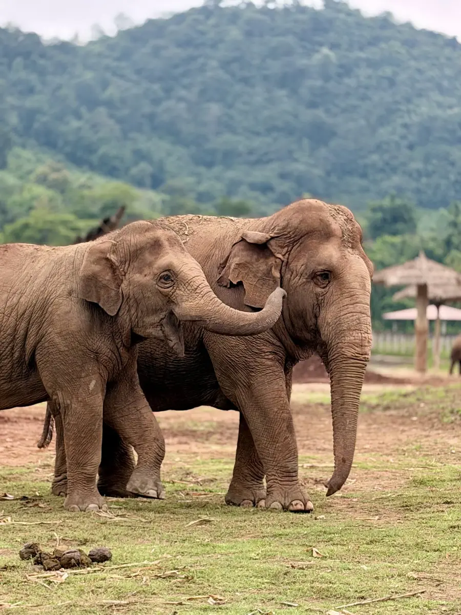 Elephant Nature Park