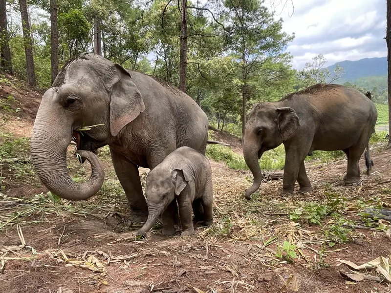 Elephant Pride Sanctuary, photo 3