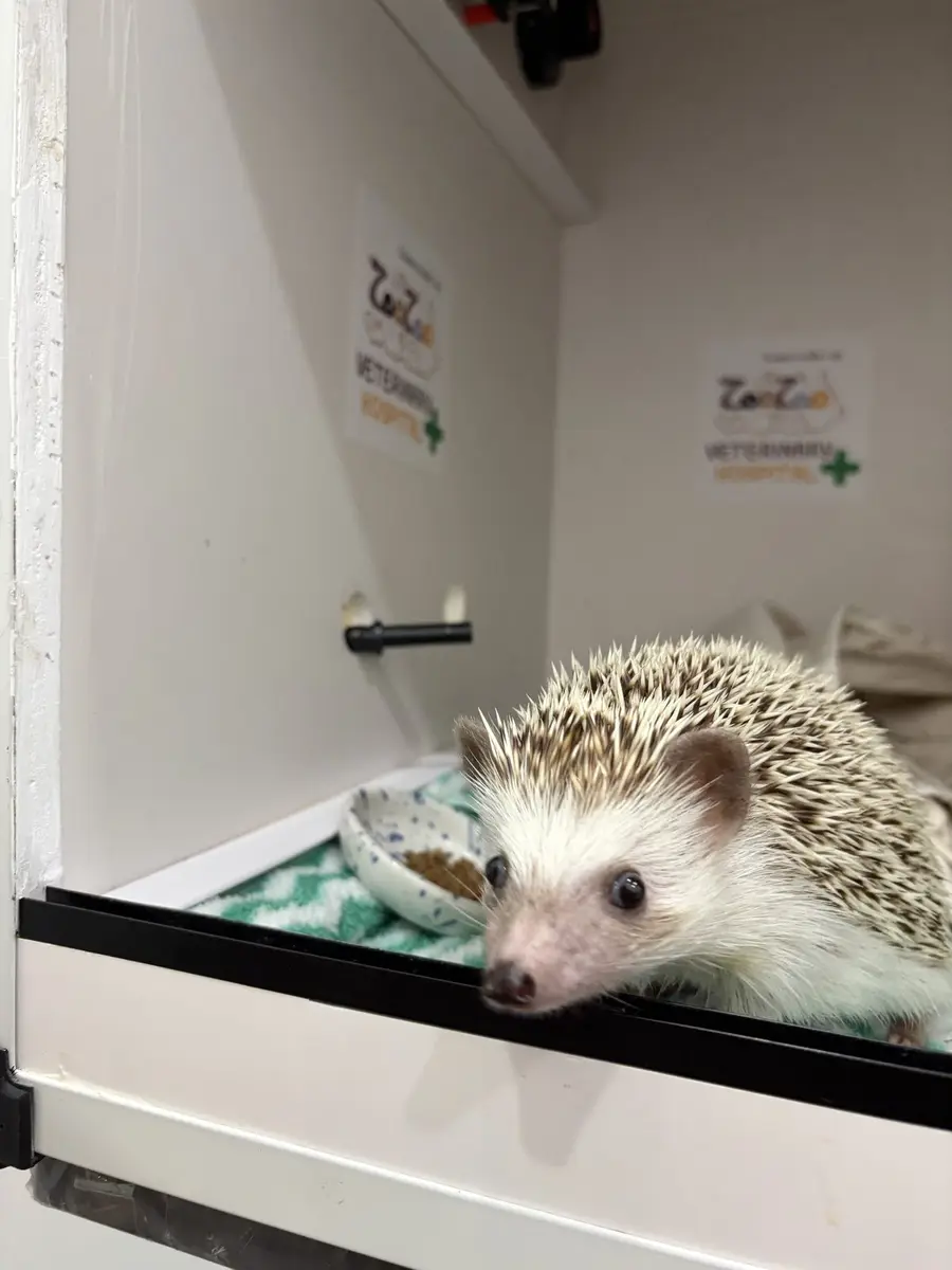 Zoo Zoo Animal Hospital