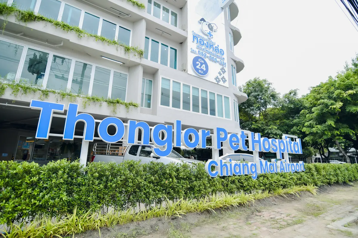 Blue lettering for Thonglor Pet Hospital Chiang Mai Airport along a hedge in front of the building