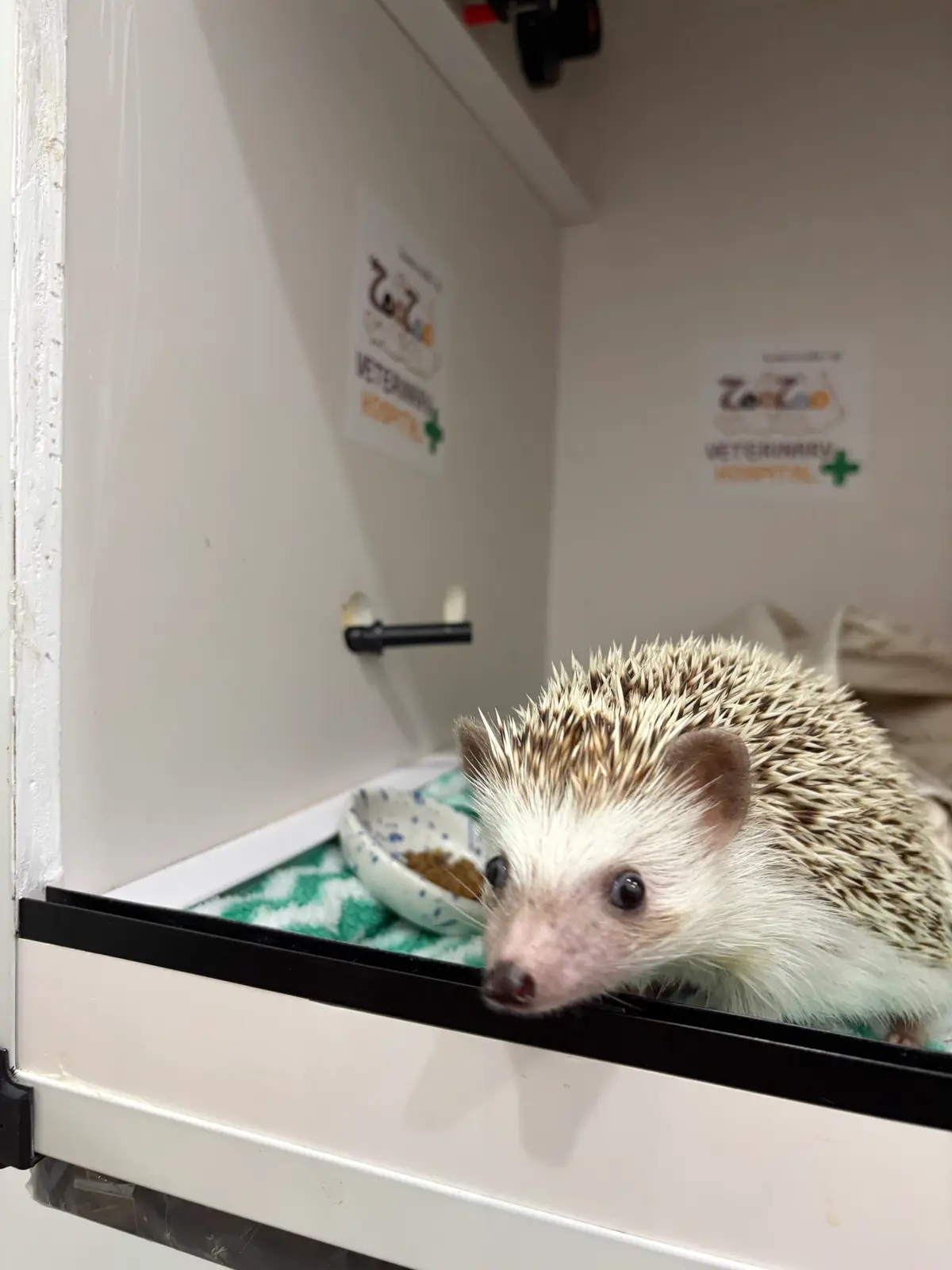 A hedgehog eating from a bowl inside a clean cage